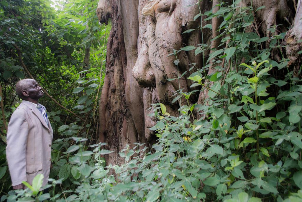 Ngai Mutuoboro stands beneath a mugumo tree